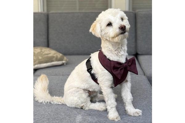 Gogurt, Adopted, Young Male Bichon Frise & Poodle.