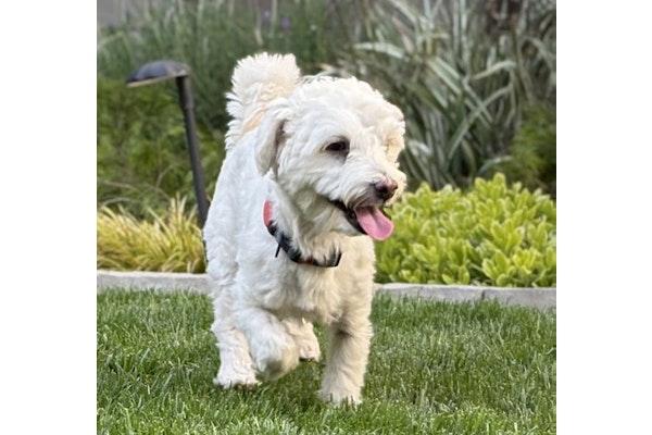 Enlarge Gogurt, a Adopted mixed breed in Palo Alto, CA image 2/3