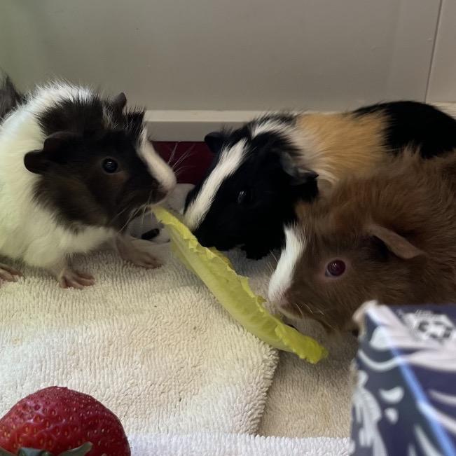 Rosito, Adoptable, Baby Male Guinea Pig.