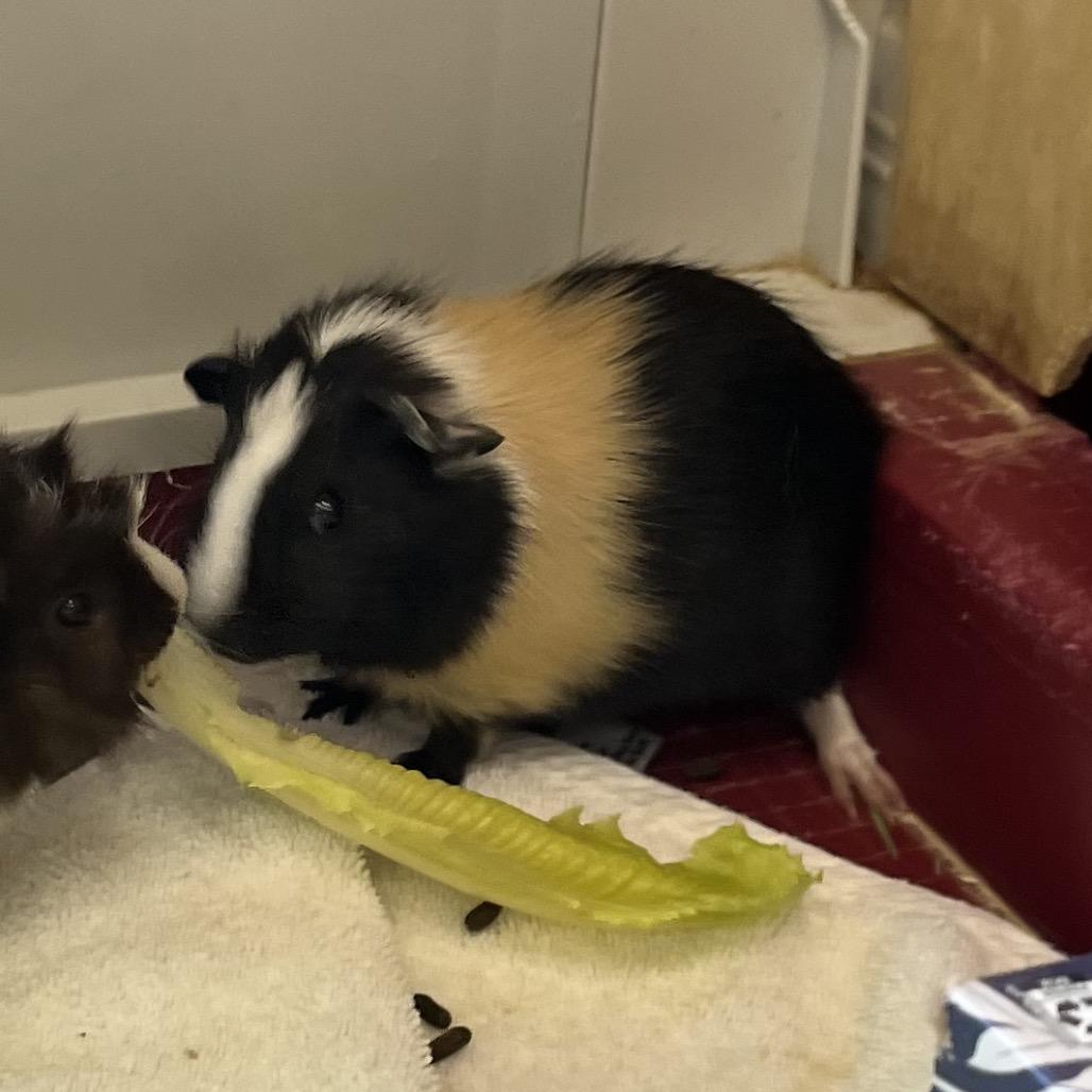 Enlarge Rosito, a Adoptable Guinea Pig in Bedford, NH image 2/4