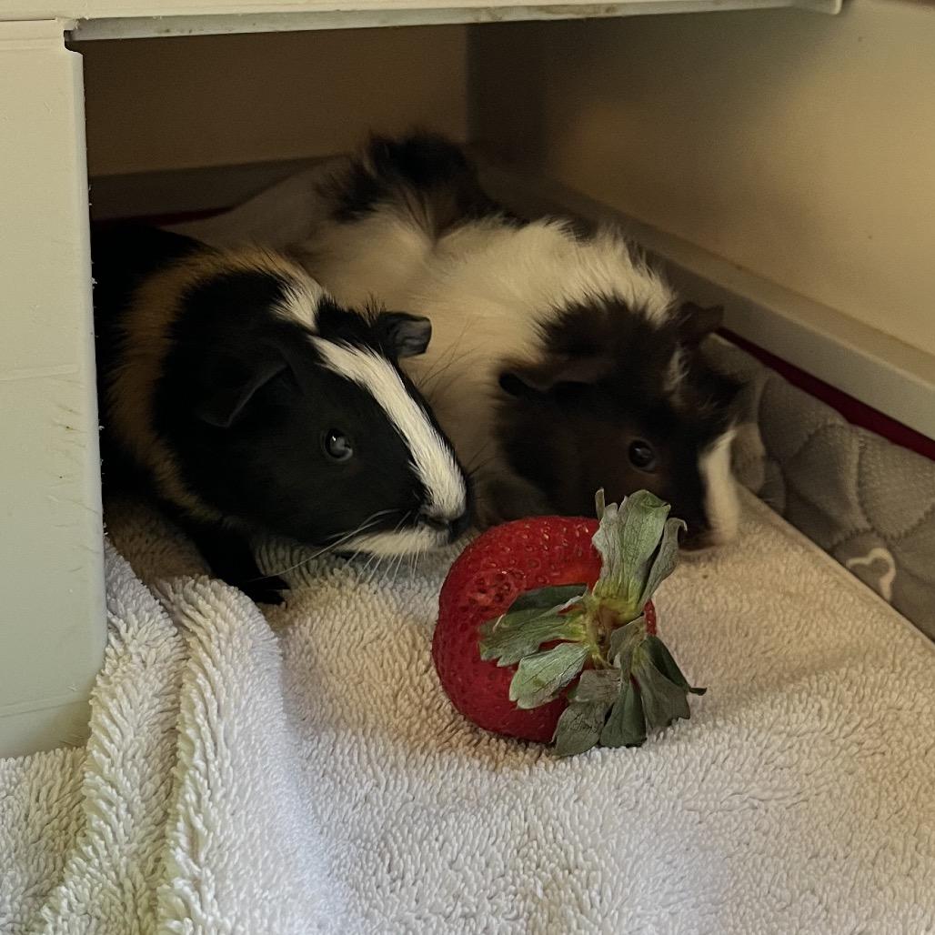 Enlarge Rosito, a Adoptable Guinea Pig in Bedford, NH image 3/4