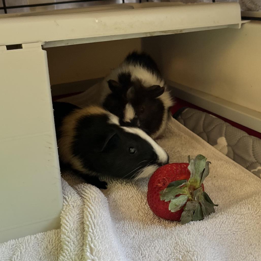 Enlarge Rosito, a Adoptable Guinea Pig in Bedford, NH image 4/4