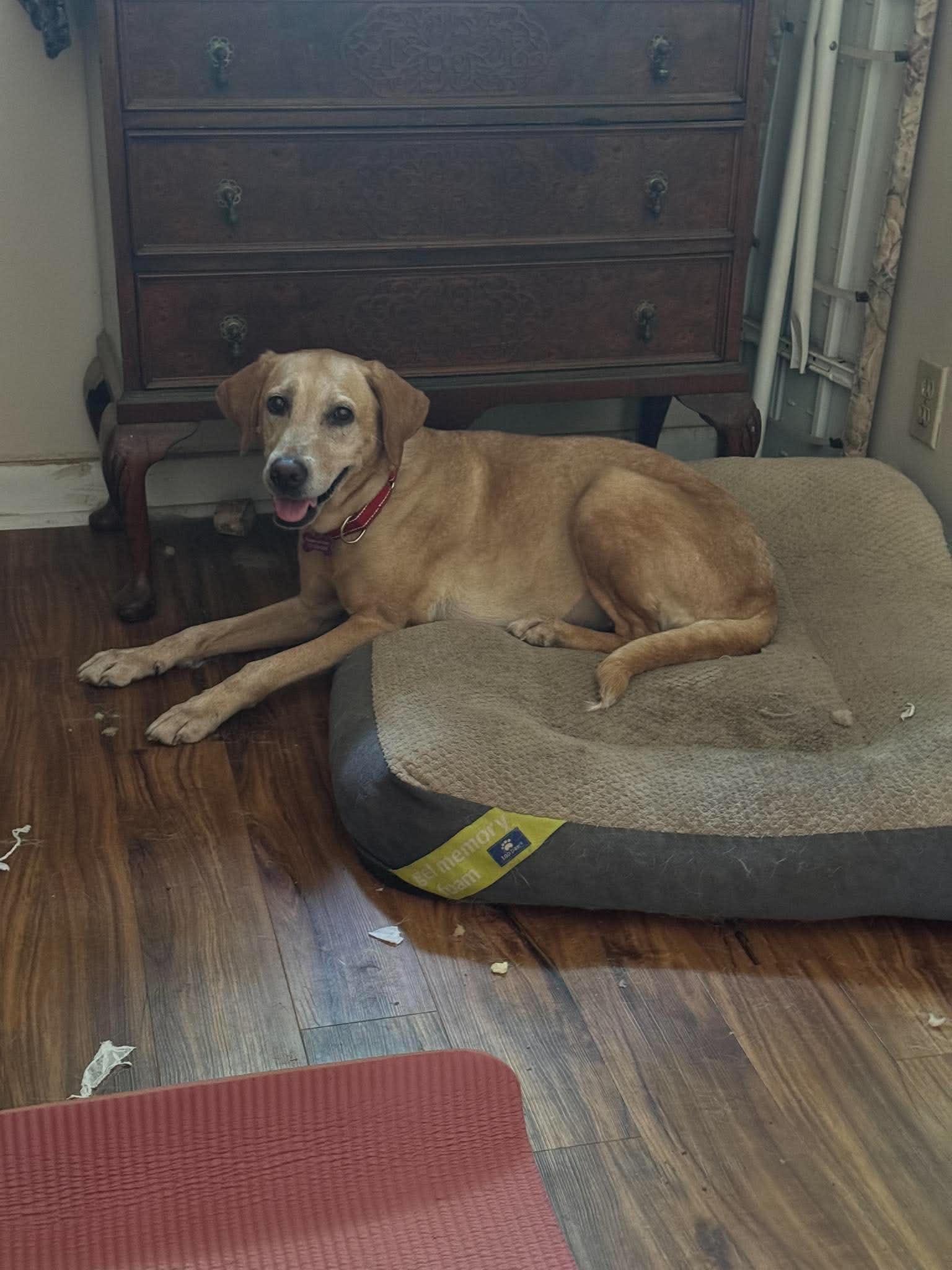 Enlarge Daisy Mae, an adopted mixed breed in Houston, TX image 4/4