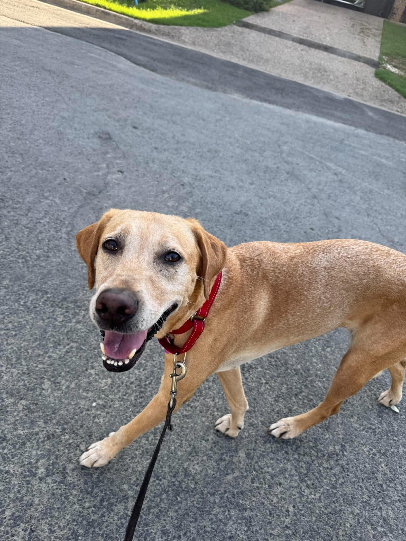 Enlarge Daisy Mae, an adopted mixed breed in Houston, TX image 3/4