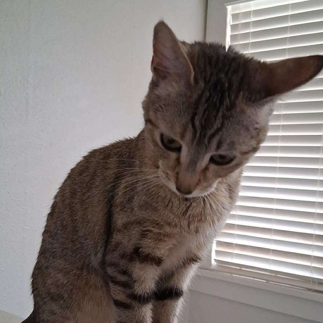 Lilly, Adoptable, Young Female Domestic Short Hair.