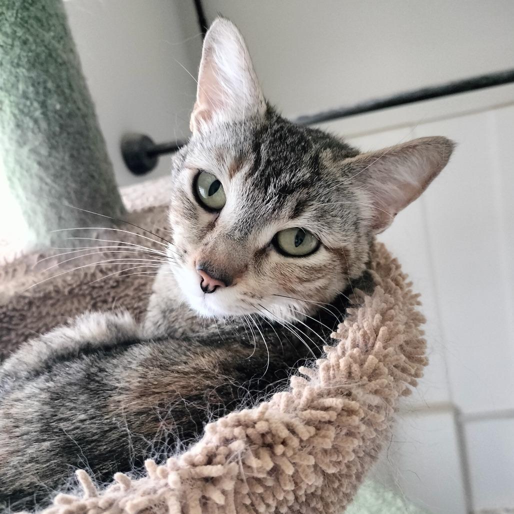 Enlarge Lilly, a Adoptable Domestic Short Hair in Layton, UT image 2/3