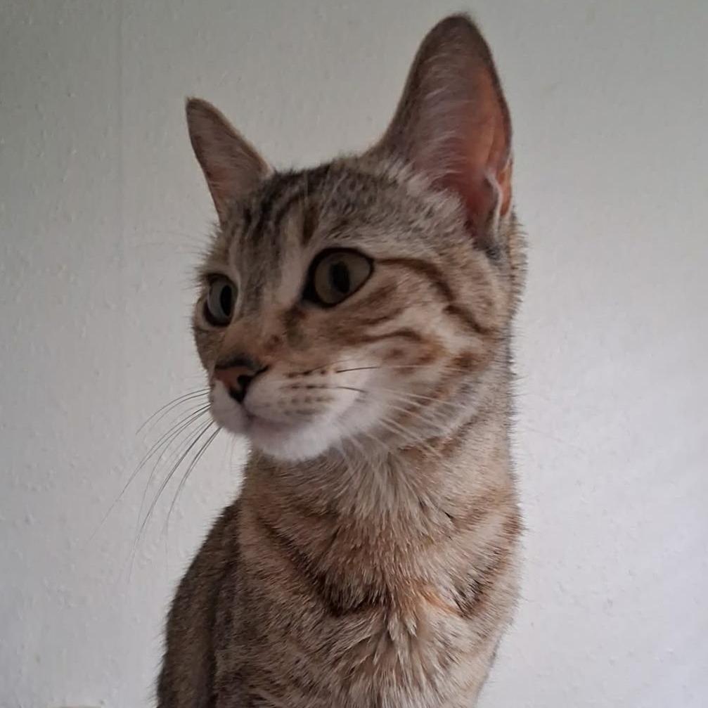 Enlarge Lilly, a Adoptable Domestic Short Hair in Layton, UT image 3/3