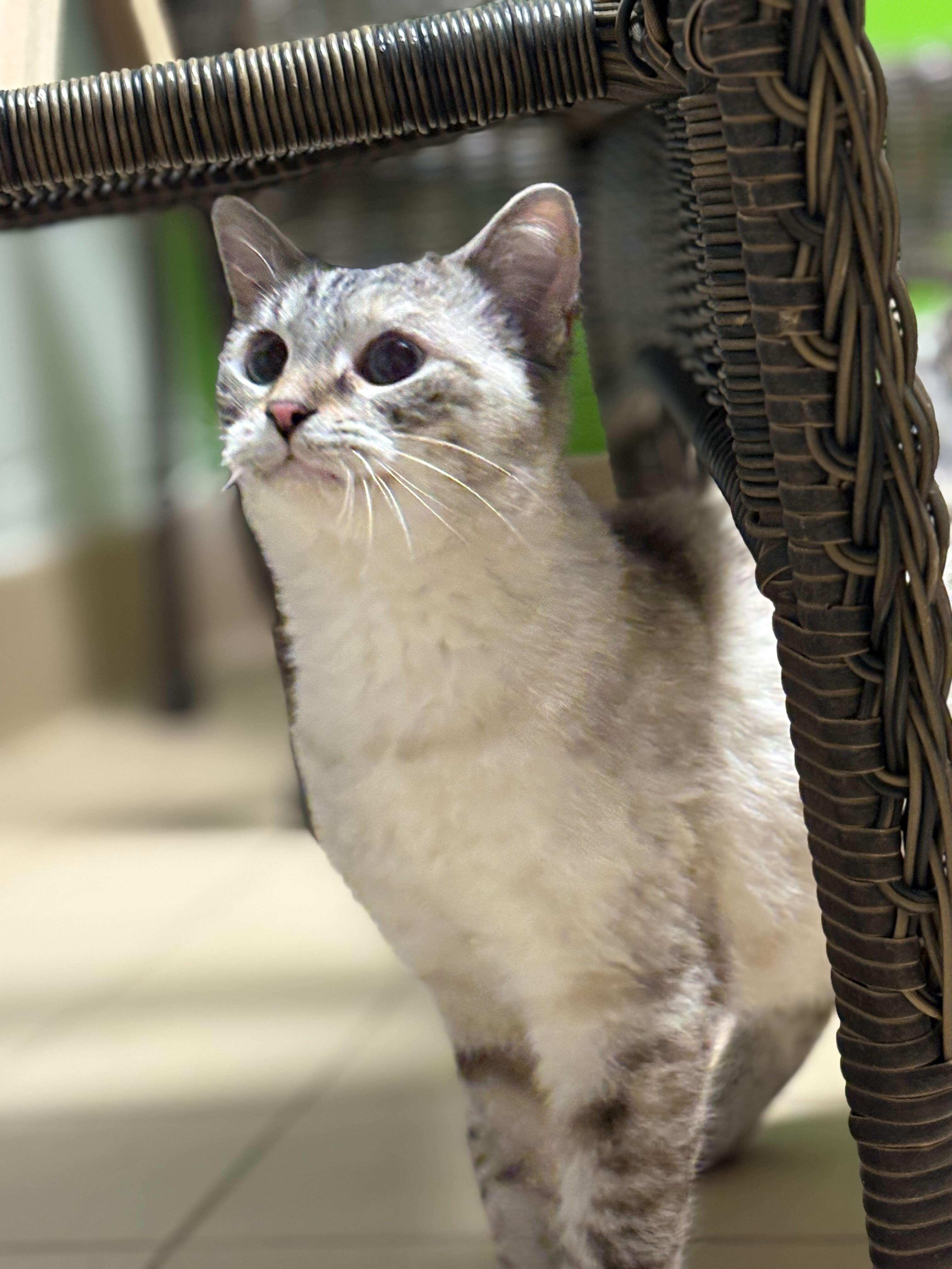 Enlarge Suki, an adopted Domestic Short Hair in Jackson, MI image 1/3