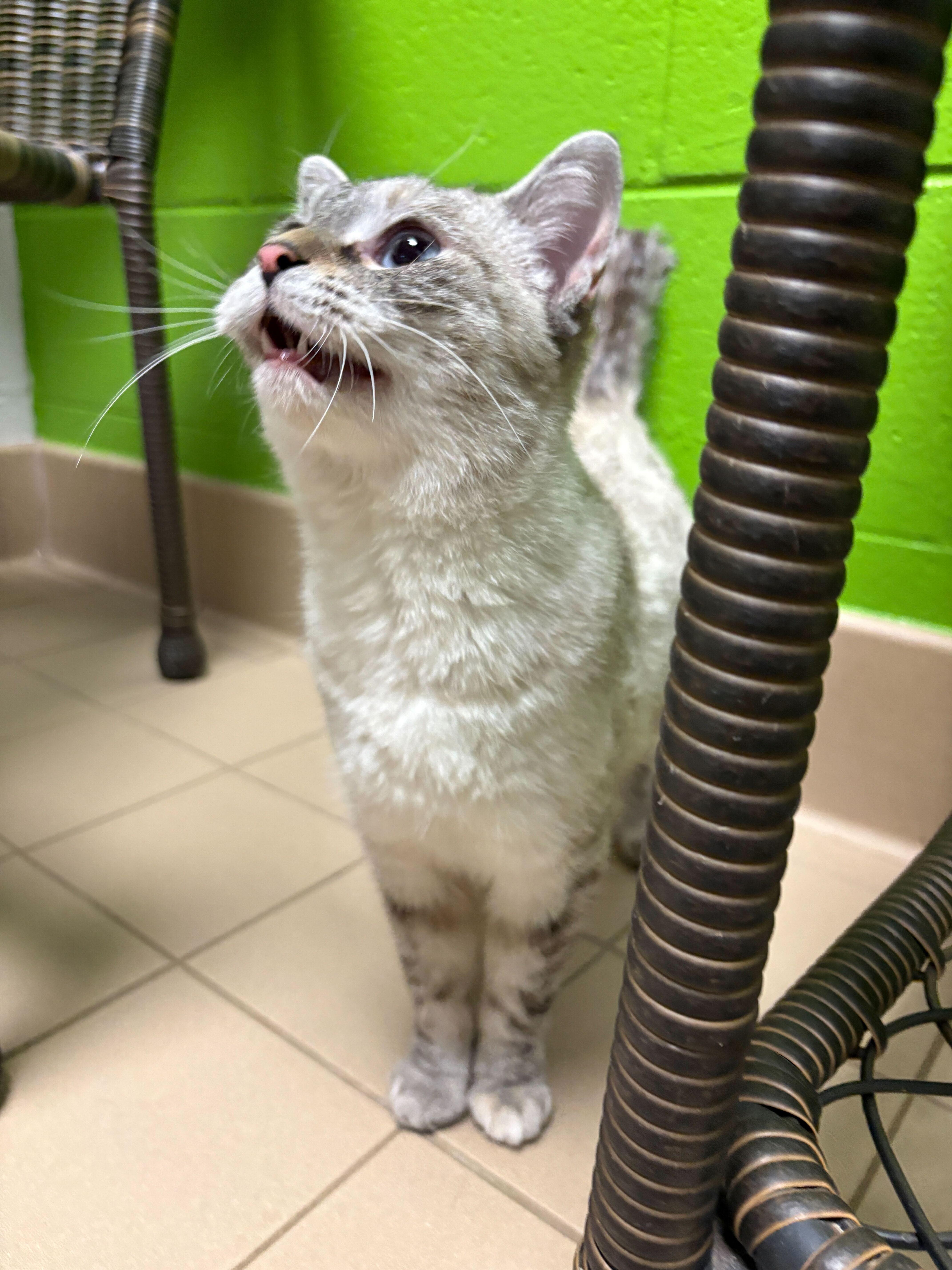 Enlarge Suki, an adopted Domestic Short Hair in Jackson, MI image 3/3