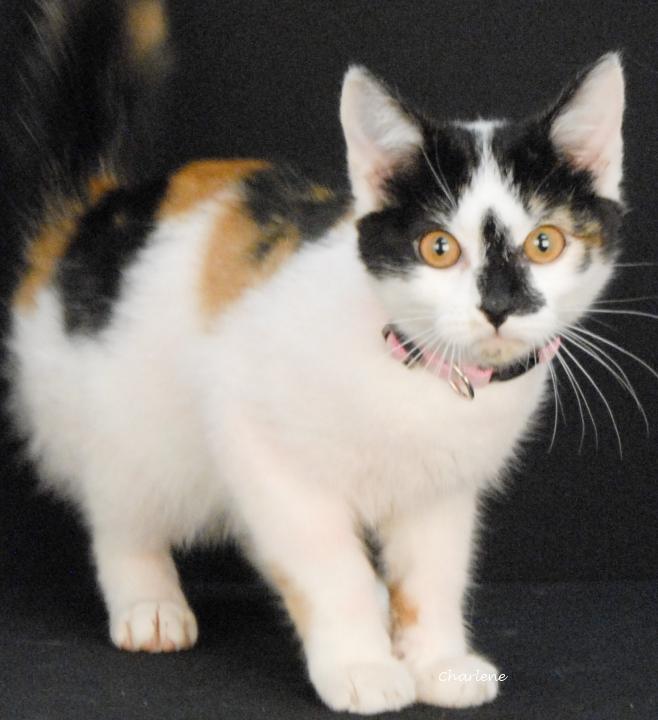 Owlie, adopted, Young Female Calico.