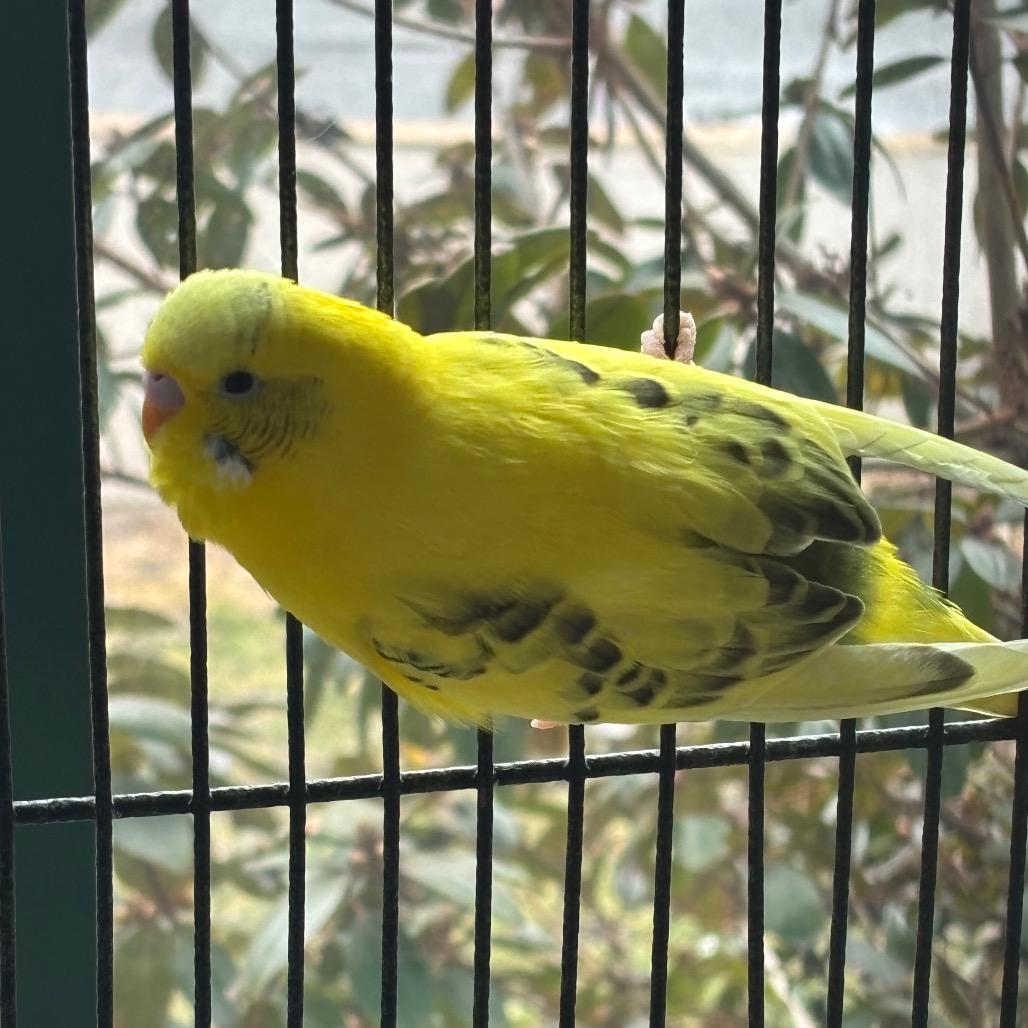 D'light with Precious -50%off-In Foster, Adoptable, Adult Female Parakeet (Other).