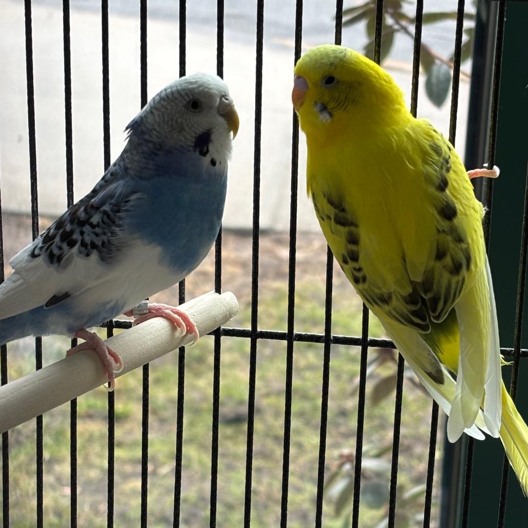 D'light with Precious -50%off-In Foster, a Adoptable Parakeet (Other) in Springfield, MA image 2/3
