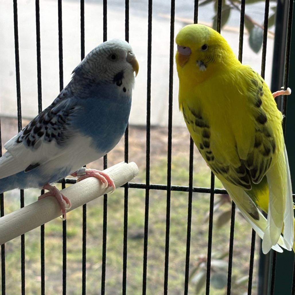 D'light with Precious -50%off-In Foster, a Adoptable Parakeet (Other) in Springfield, MA image 3/3