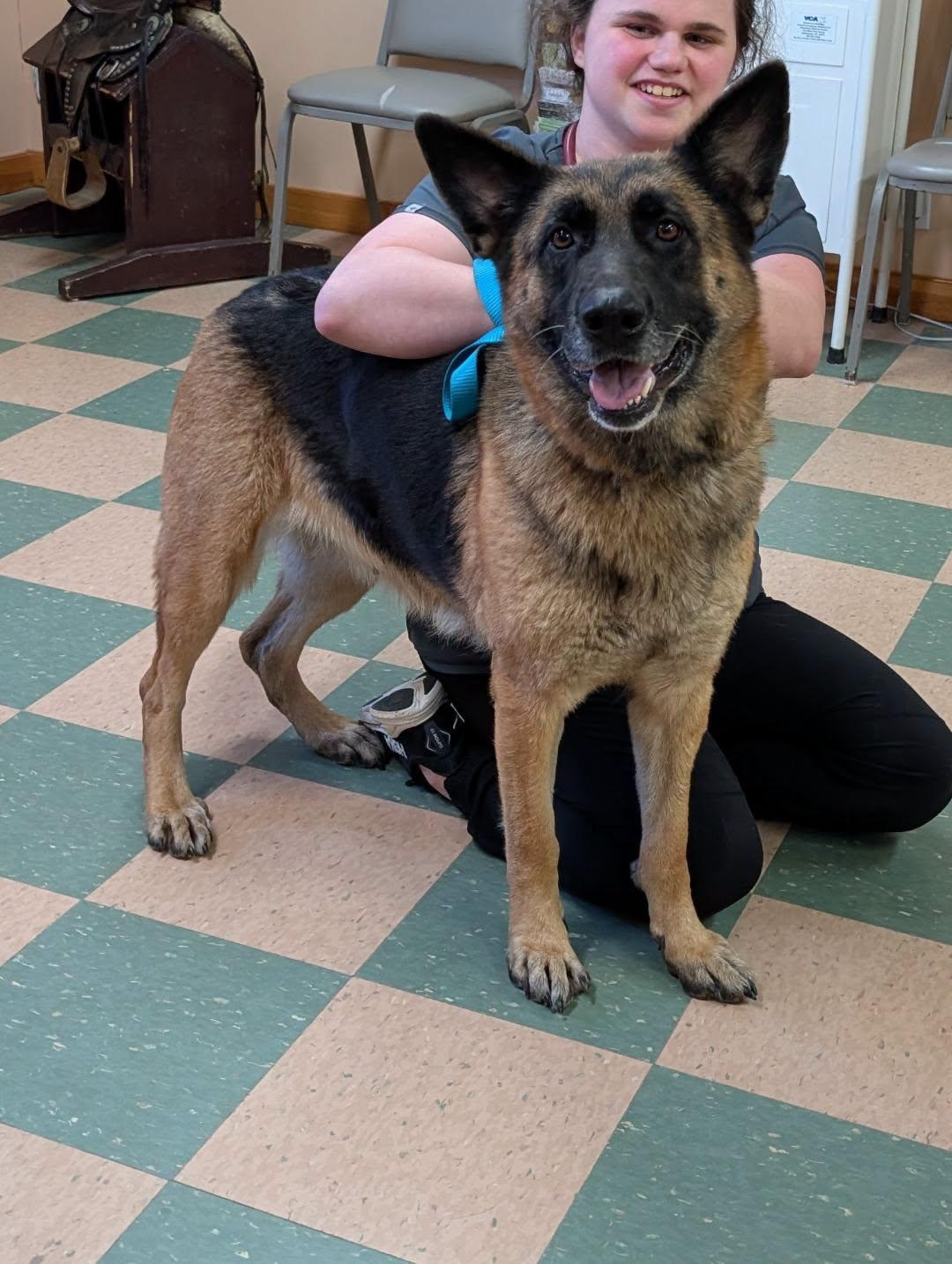 Sage, ADOPTABLE, Adult Female German Shepherd Dog.