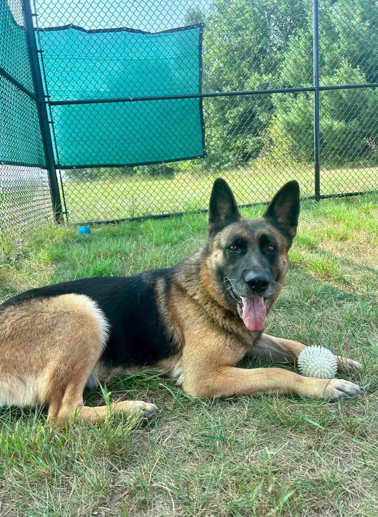 Sage, ADOPTABLE, Adult Female German Shepherd Dog.