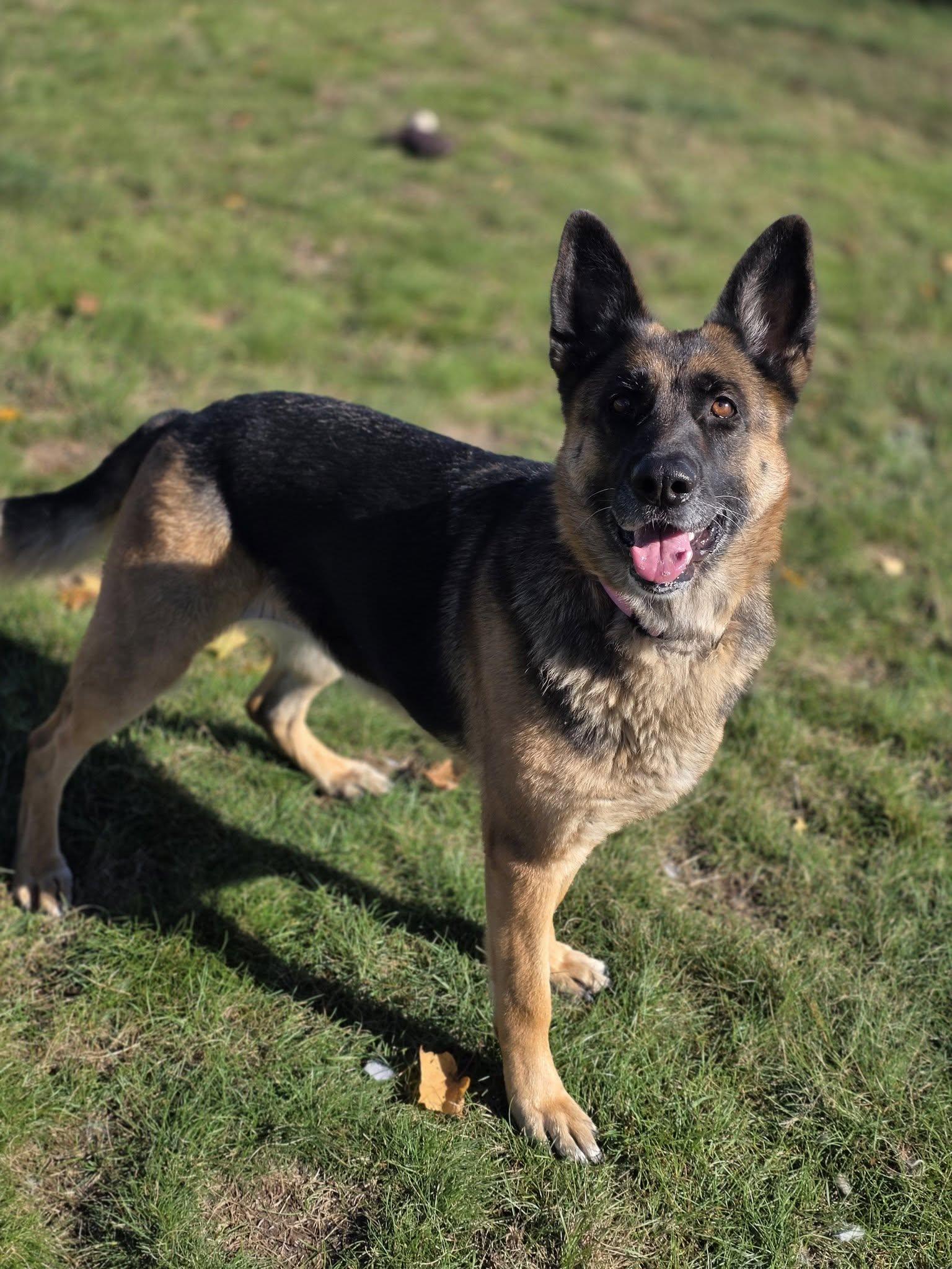 Enlarge Sage, a Adoptable German Shepherd Dog in Shelby, MI image 1/4