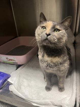 Enlarge Gumdrop, a Adopted Domestic Short Hair in Blue Springs, MO image 1/1
