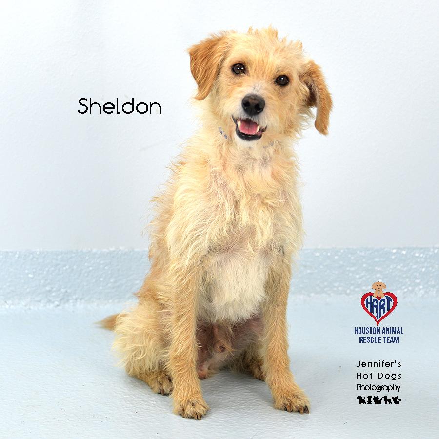 Sheldon