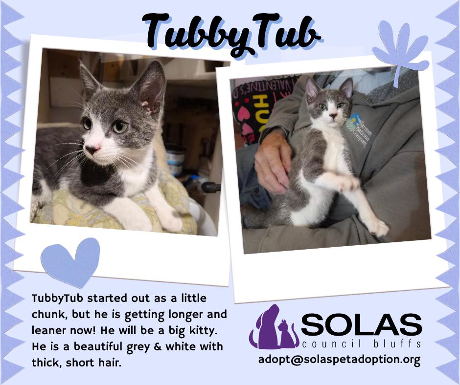Enlarge TubbyTub  --  (dd), a Adoptable Domestic Short Hair in Council Bluffs, IA image 1/1