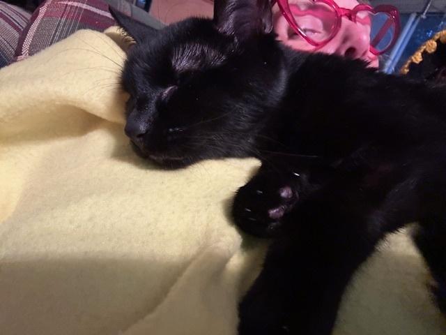 Spicy, Adopted, Adult Female Domestic Short Hair.