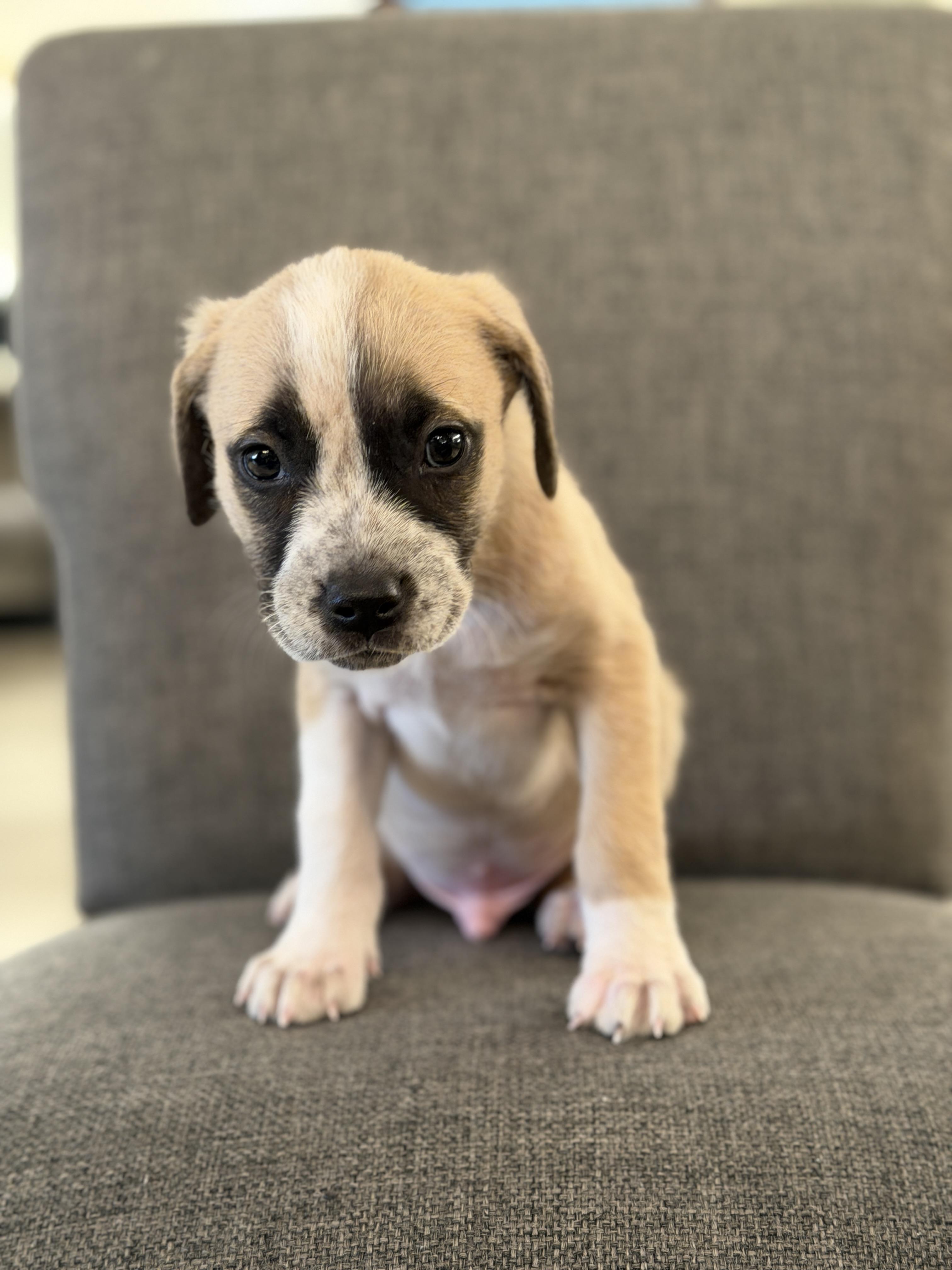 Cobalt, adopted, Puppy Male Labrador Retriever & Pit Bull Terrier.