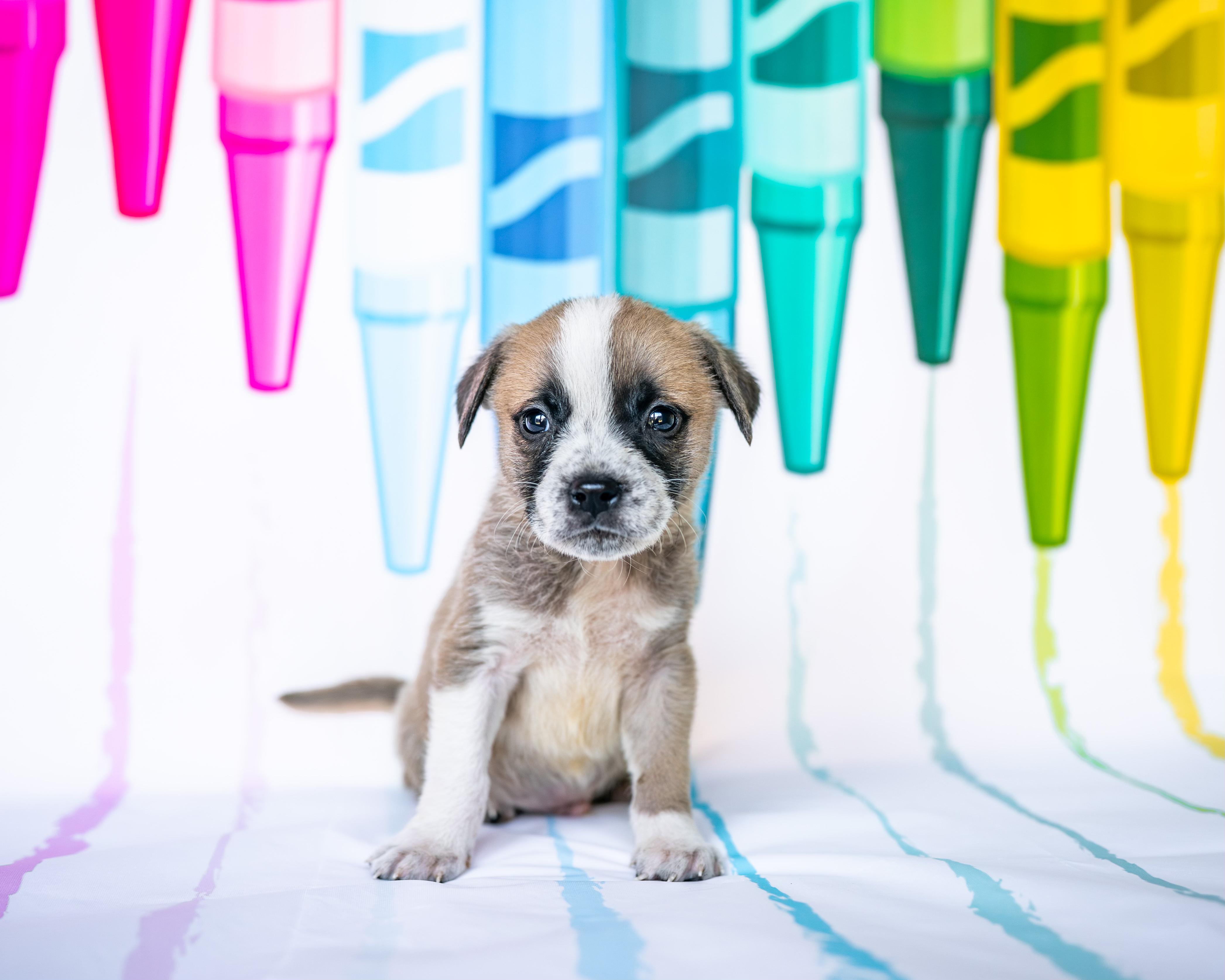 Enlarge Cobalt, an adopted mixed breed in Avon, CT image 2/5
