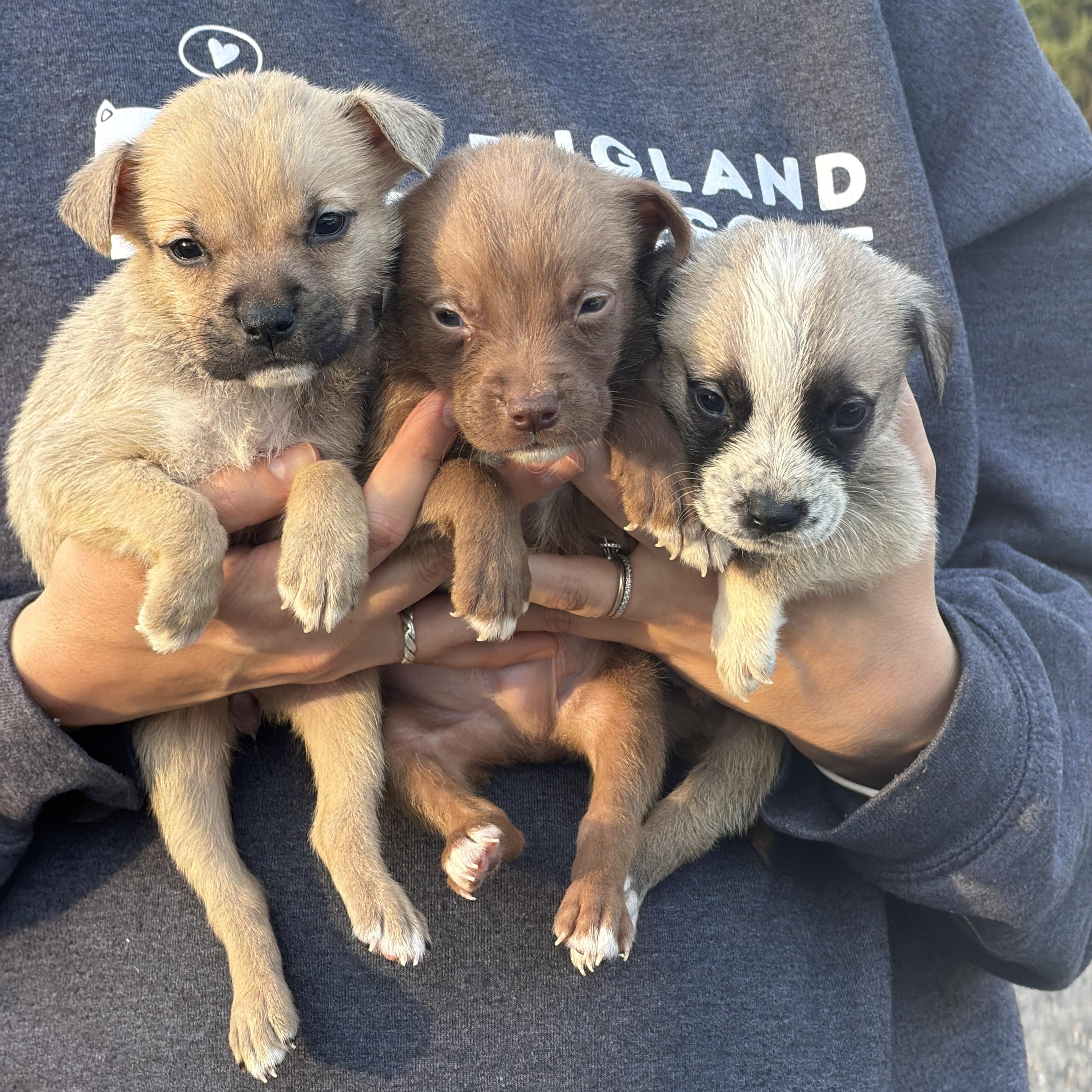 Enlarge Cobalt, an adopted mixed breed in Avon, CT image 4/5