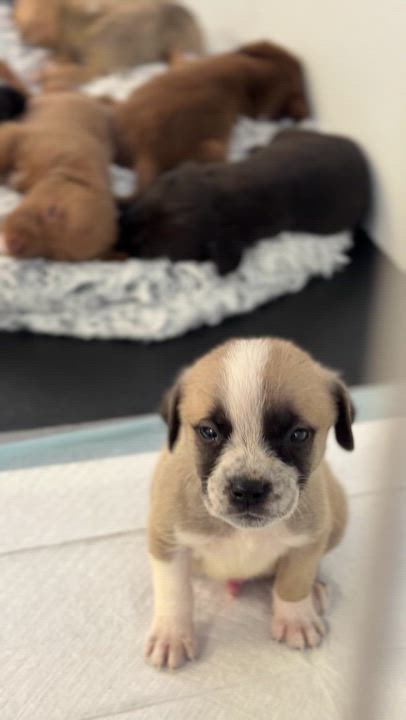 Enlarge Cobalt, an adopted mixed breed in Avon, CT video 3/5