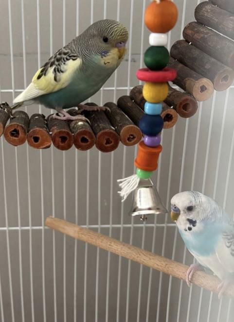 Enlarge Jack Frost & Cado, a Adoptable Budgie / Budgerigar in Belford, NJ image 1/3