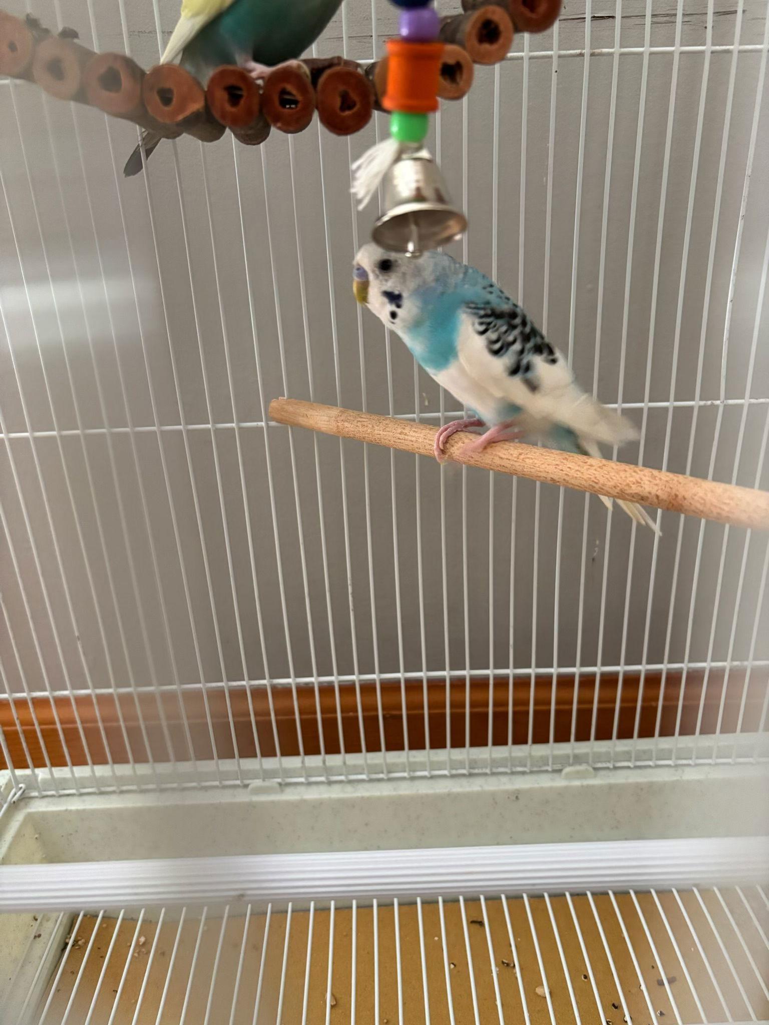 Enlarge Jack Frost & Cado, a Adoptable Budgie / Budgerigar in Belford, NJ image 2/3