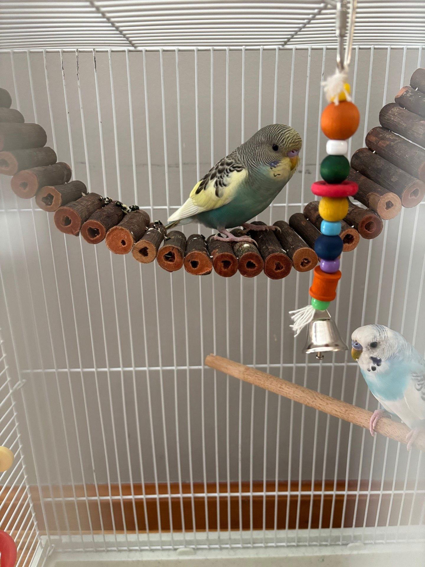 Enlarge Jack Frost & Cado, a Adoptable Budgie / Budgerigar in Belford, NJ image 3/3