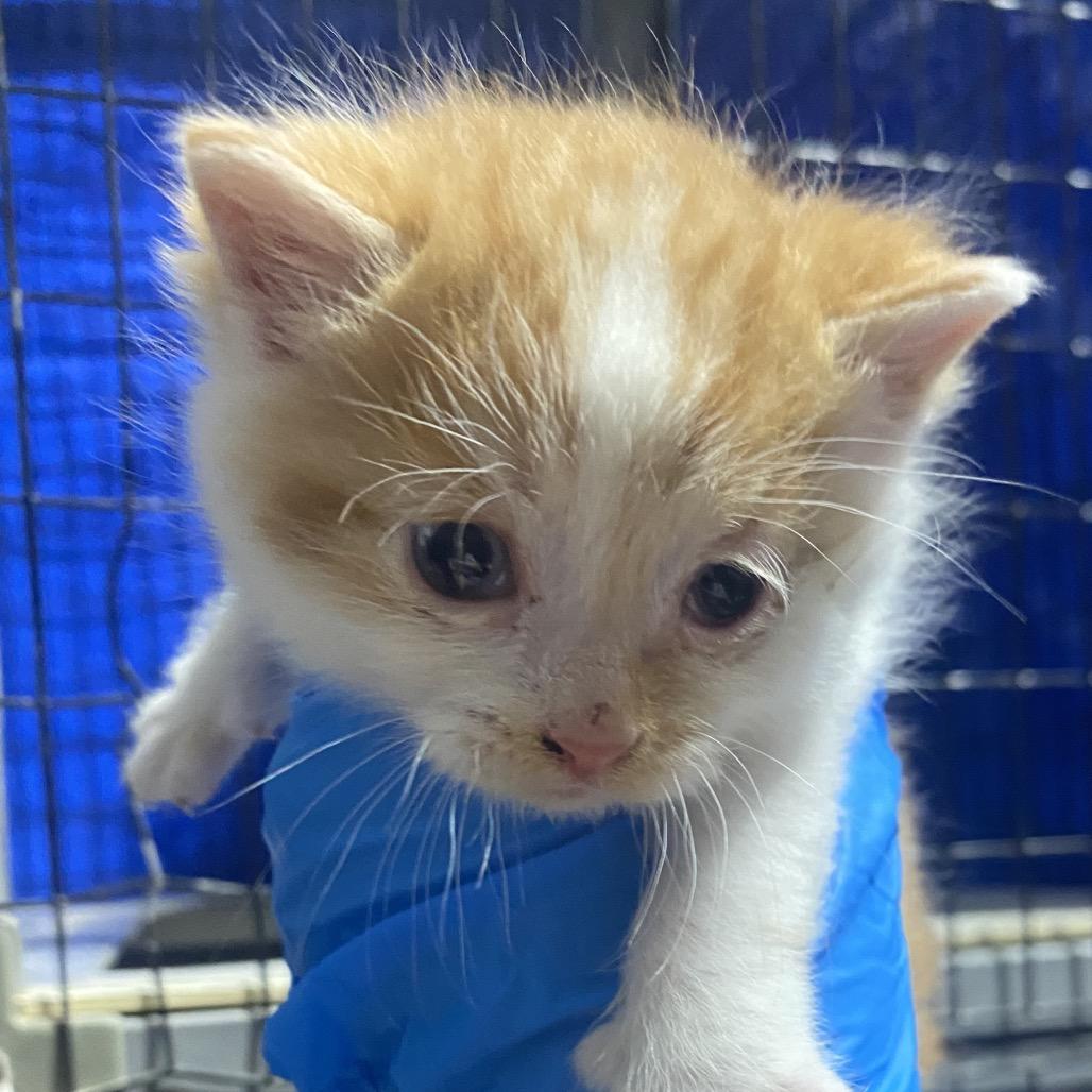 Cash, Adoptable, Kitten Male Domestic Short Hair.