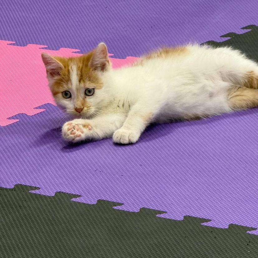 Enlarge Cash, a Adoptable Domestic Short Hair in Muscatine, IA image 2/5