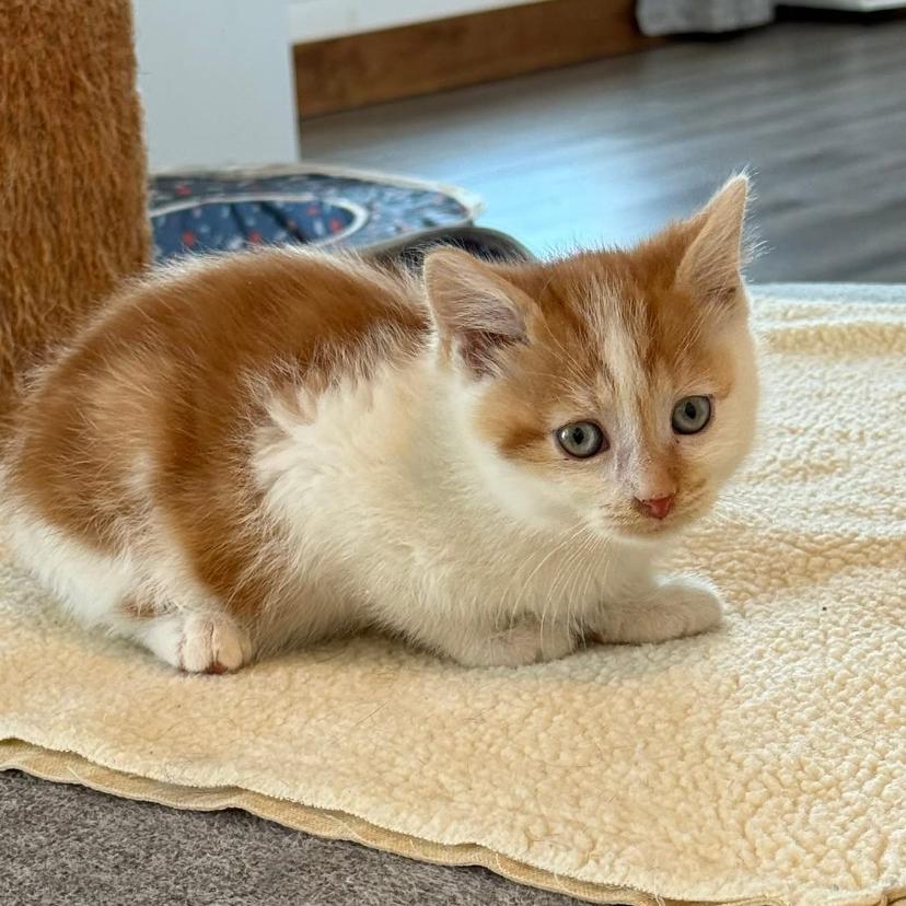 Enlarge Cash, a Adoptable Domestic Short Hair in Muscatine, IA image 4/5