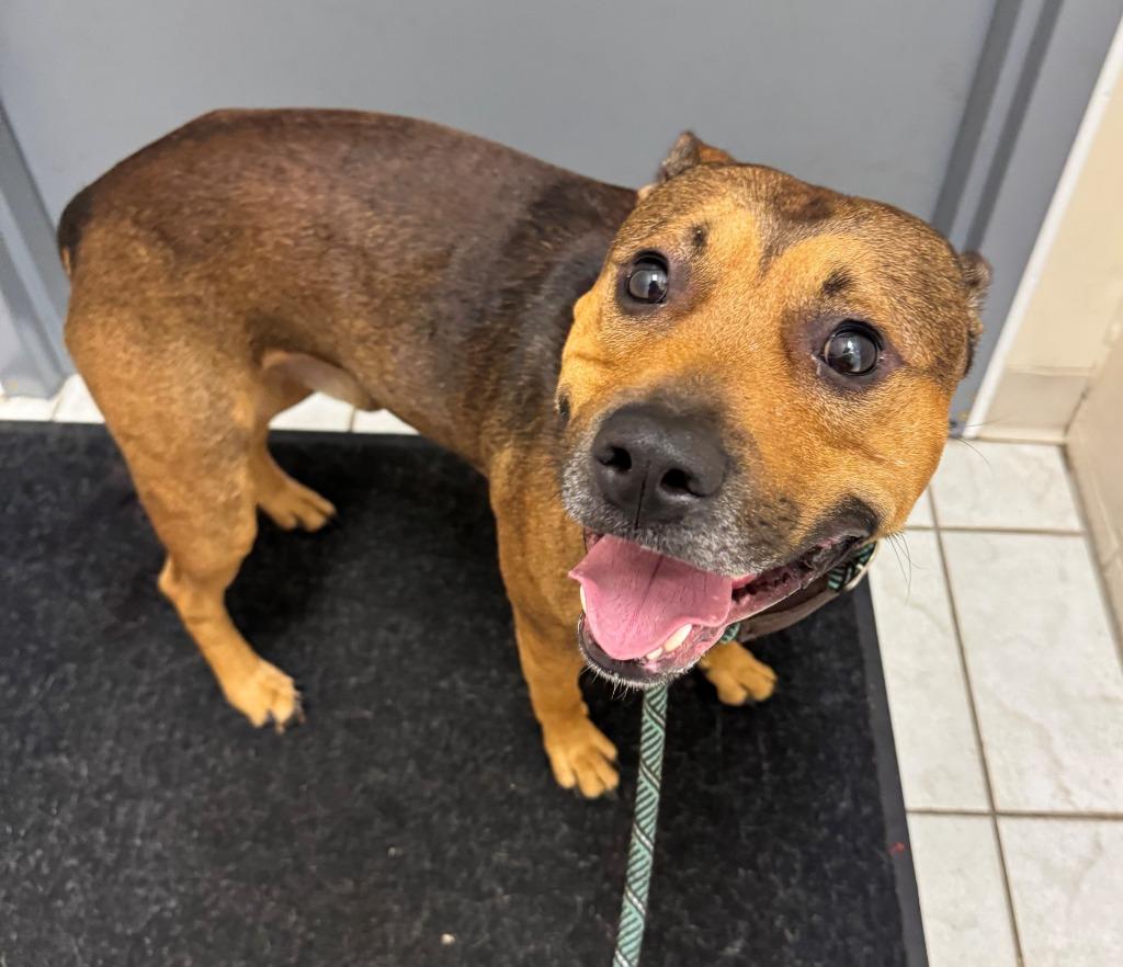 Enlarge DRAKE, a Adoptable mixed breed in Hastings, MI image 1/2