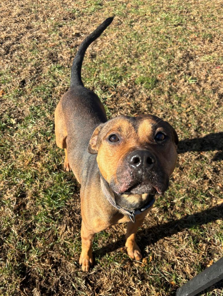 Enlarge DRAKE, a Adoptable mixed breed in Hastings, MI image 2/2