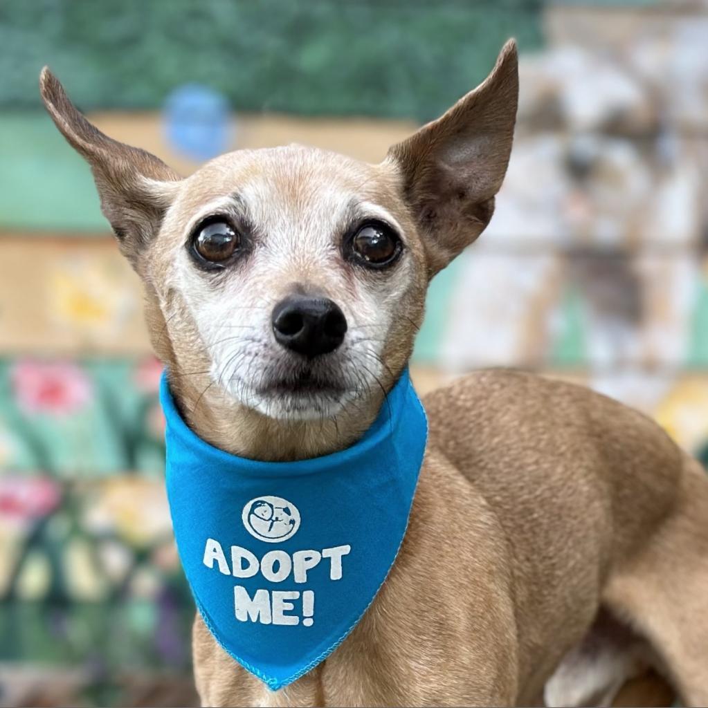 Russell (Rusty), Adoptable, Senior Male Rat Terrier & Chihuahua.