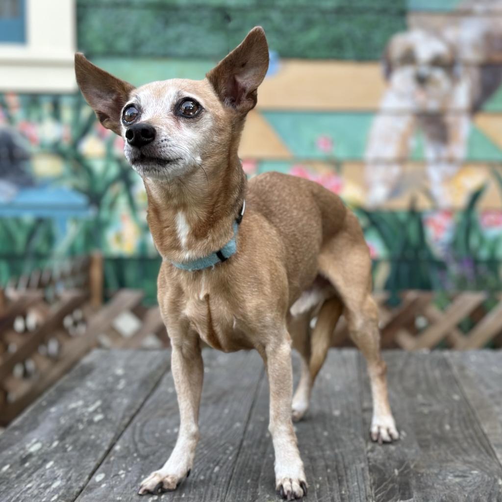 Russell (Rusty), a Adoptable mixed breed in Pacific Grove, CA image 2/5