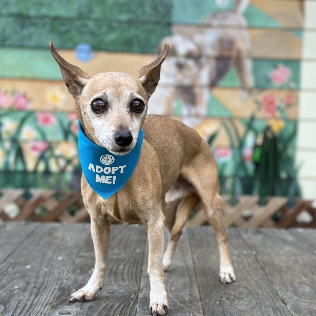 Enlarge Russell (Rusty), a Adoptable mixed breed in Pacific Grove, CA image 4/5