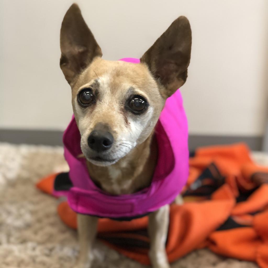 Enlarge Russell (Rusty), a Adoptable mixed breed in Pacific Grove, CA image 5/5