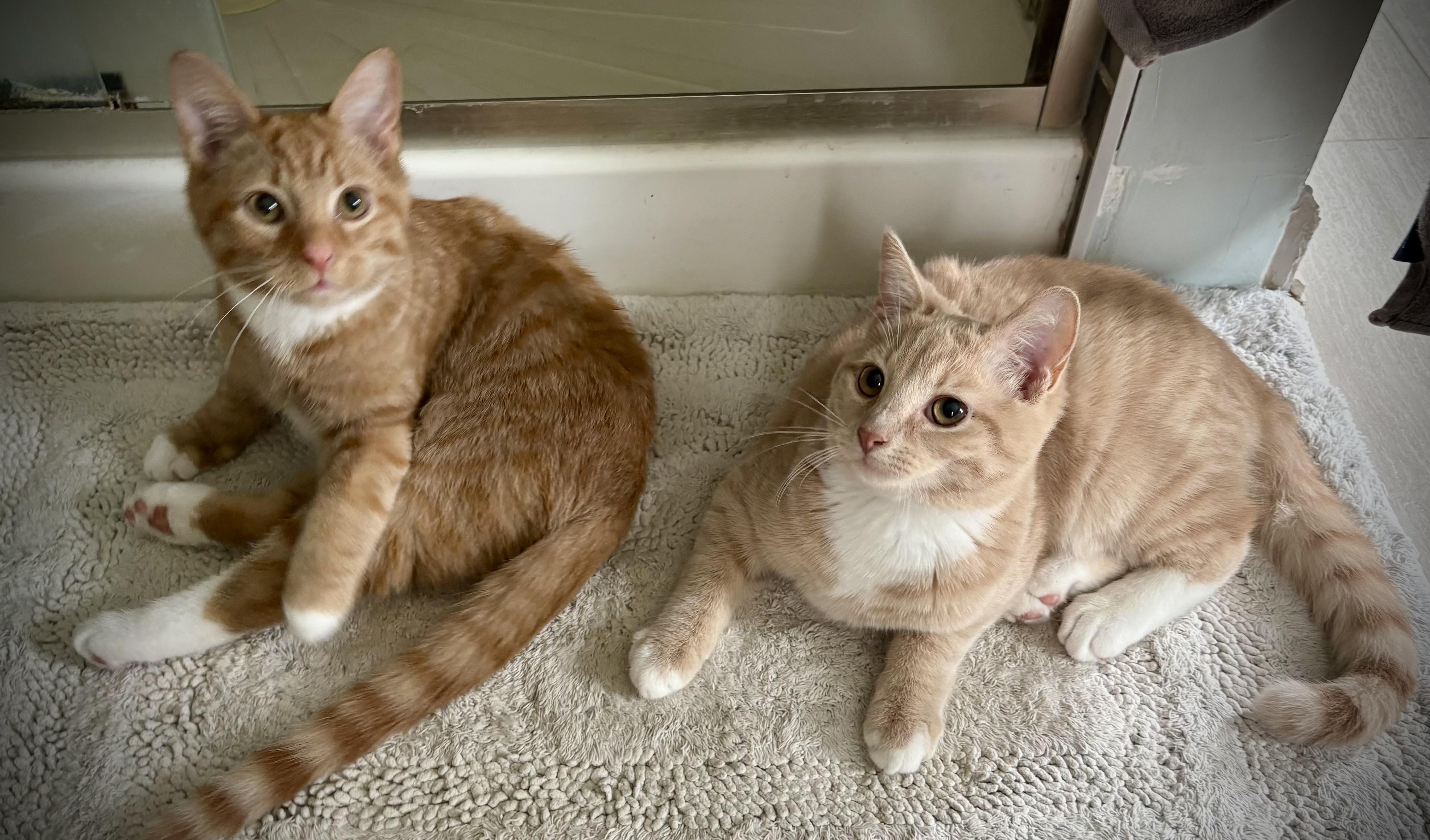 Churrito And Graham thumbnail 2