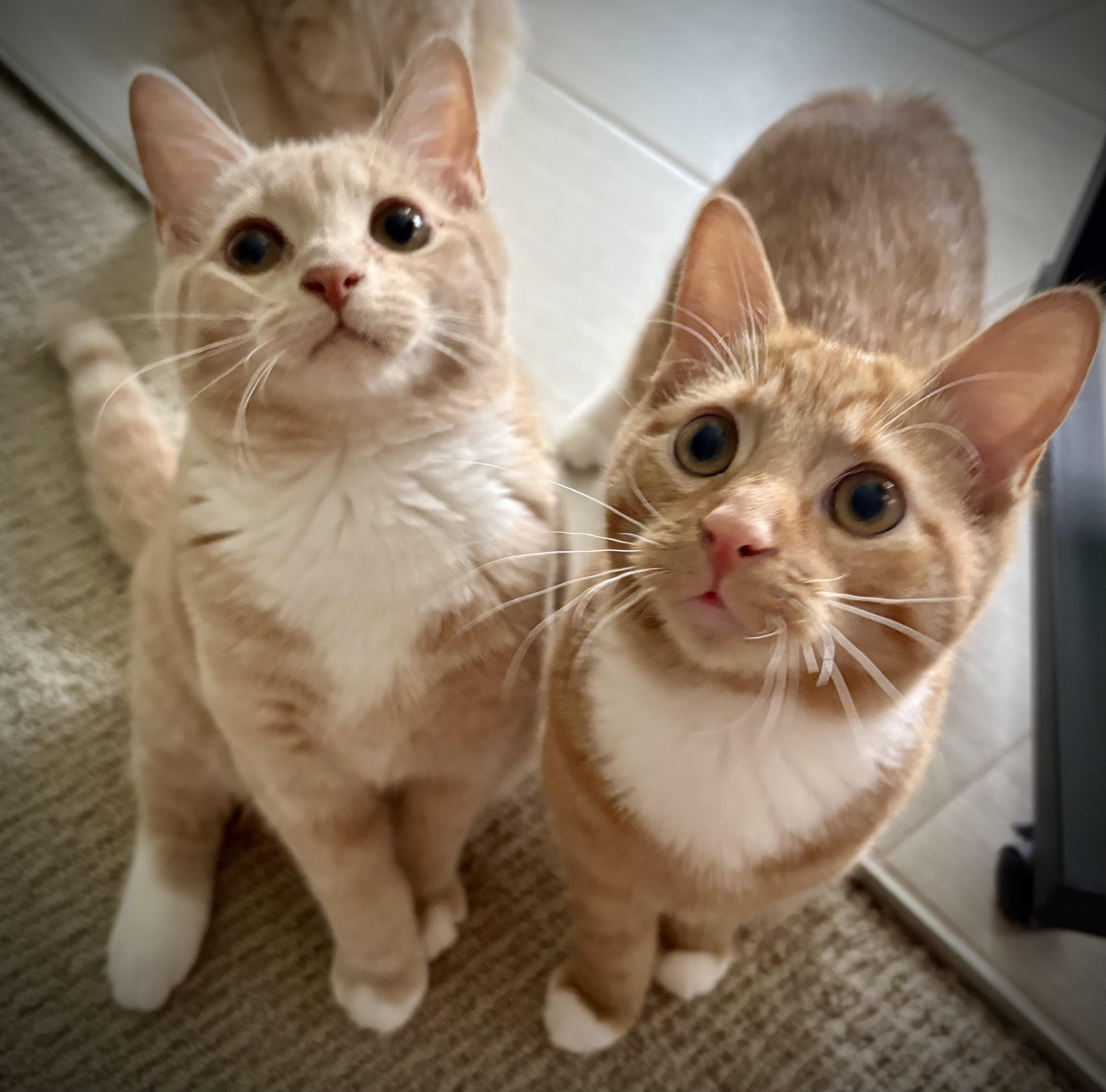 Churrito And Graham thumbnail 3