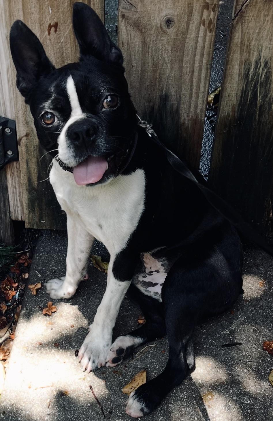 Fun Guy!!, an adopted Boston Terrier in Fort Myers Beach, FL image 2/2
