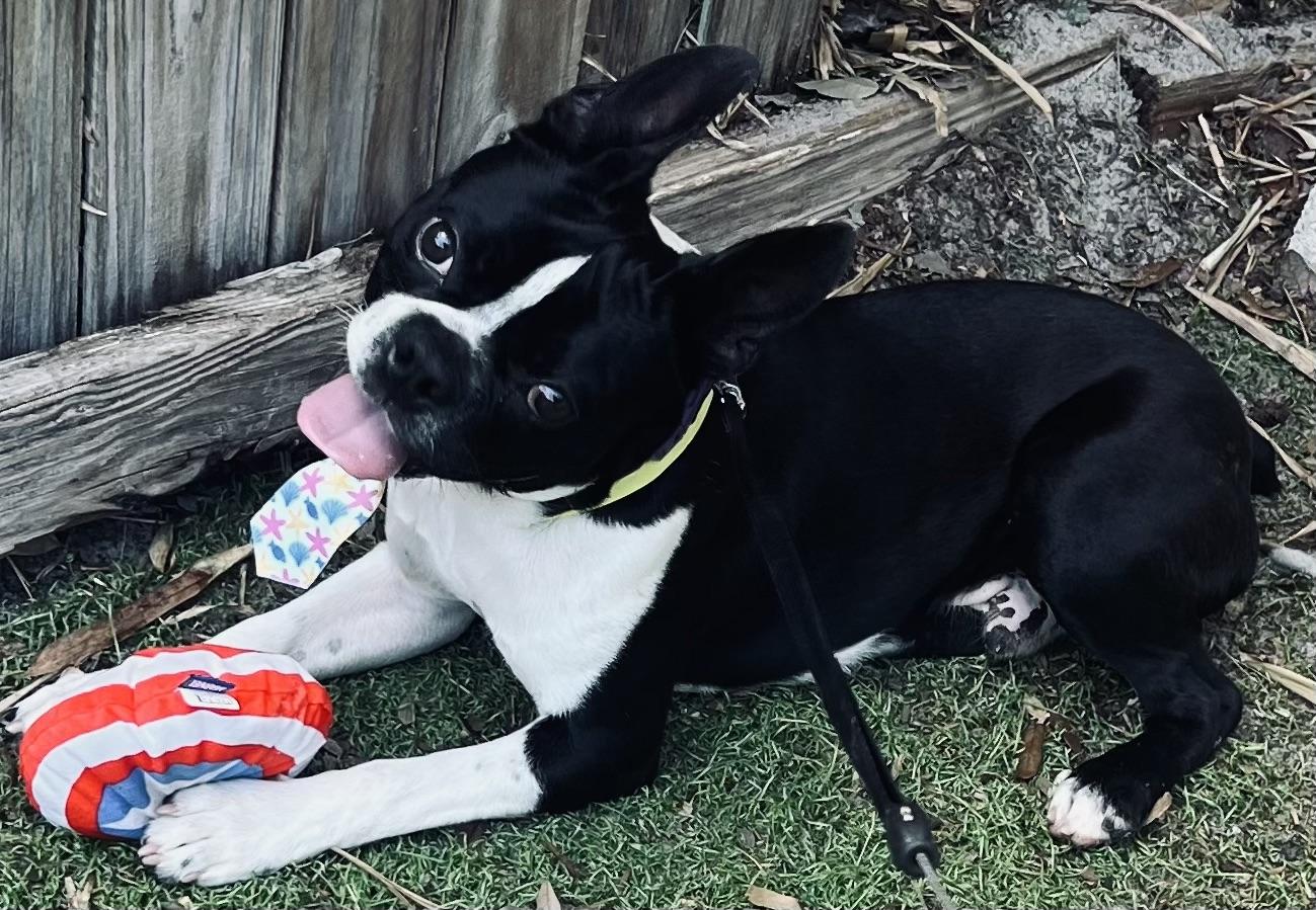 Fun Guy!!, adopted, Young Male Boston Terrier.