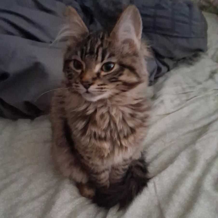 Enlarge SAMMY, a Adoptable Domestic Long Hair in Graham, WA image 5/6