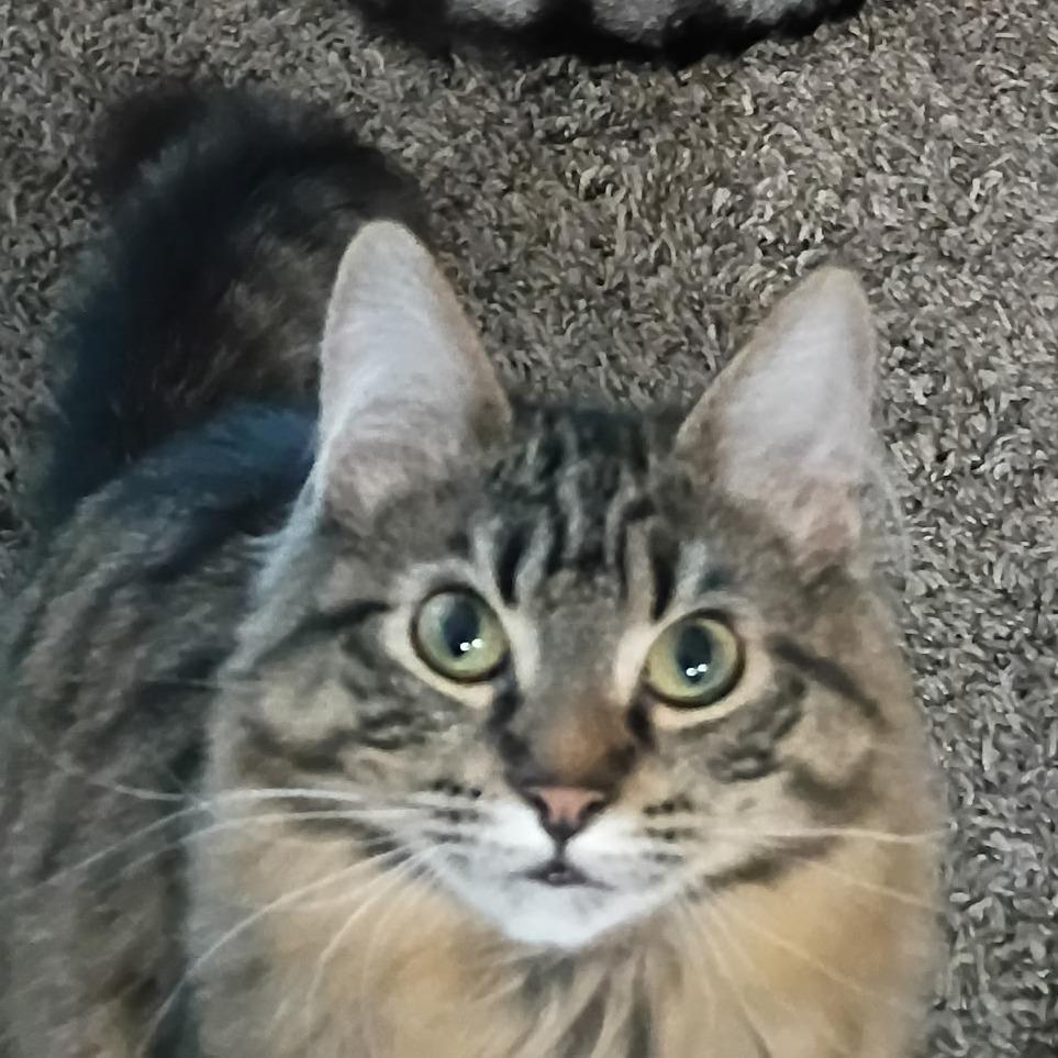 Enlarge SAMMY, a Adoptable Domestic Long Hair in Graham, WA image 2/6