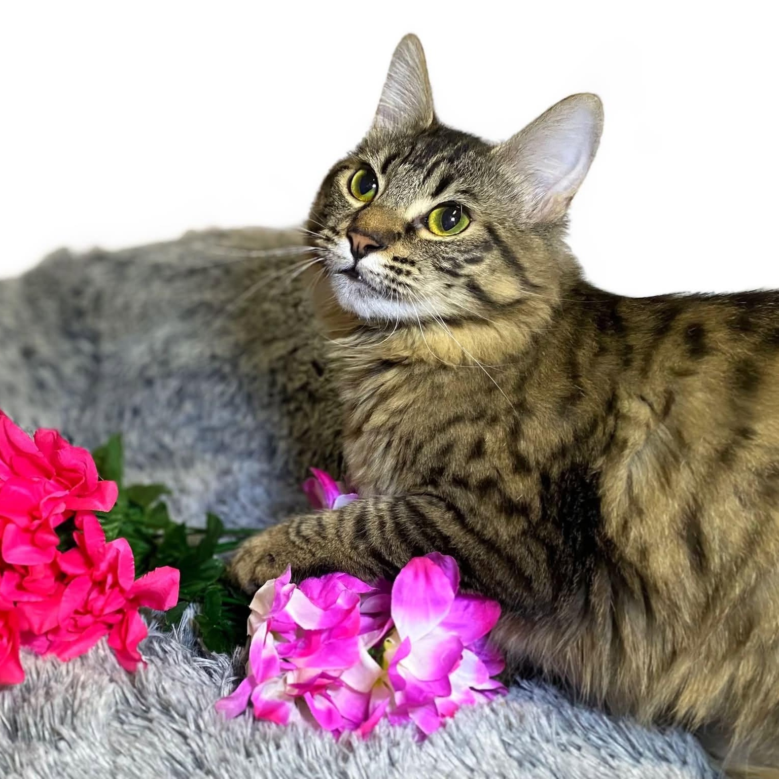 SAMMY, Adoptable, Adult Female Domestic Long Hair.