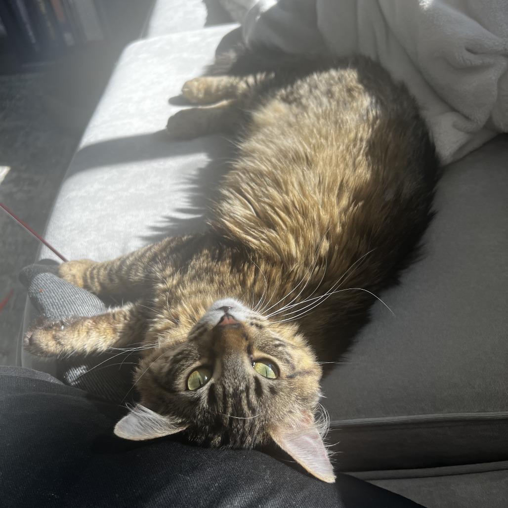 Enlarge SAMMY, a Adoptable Domestic Long Hair in Graham, WA image 6/6
