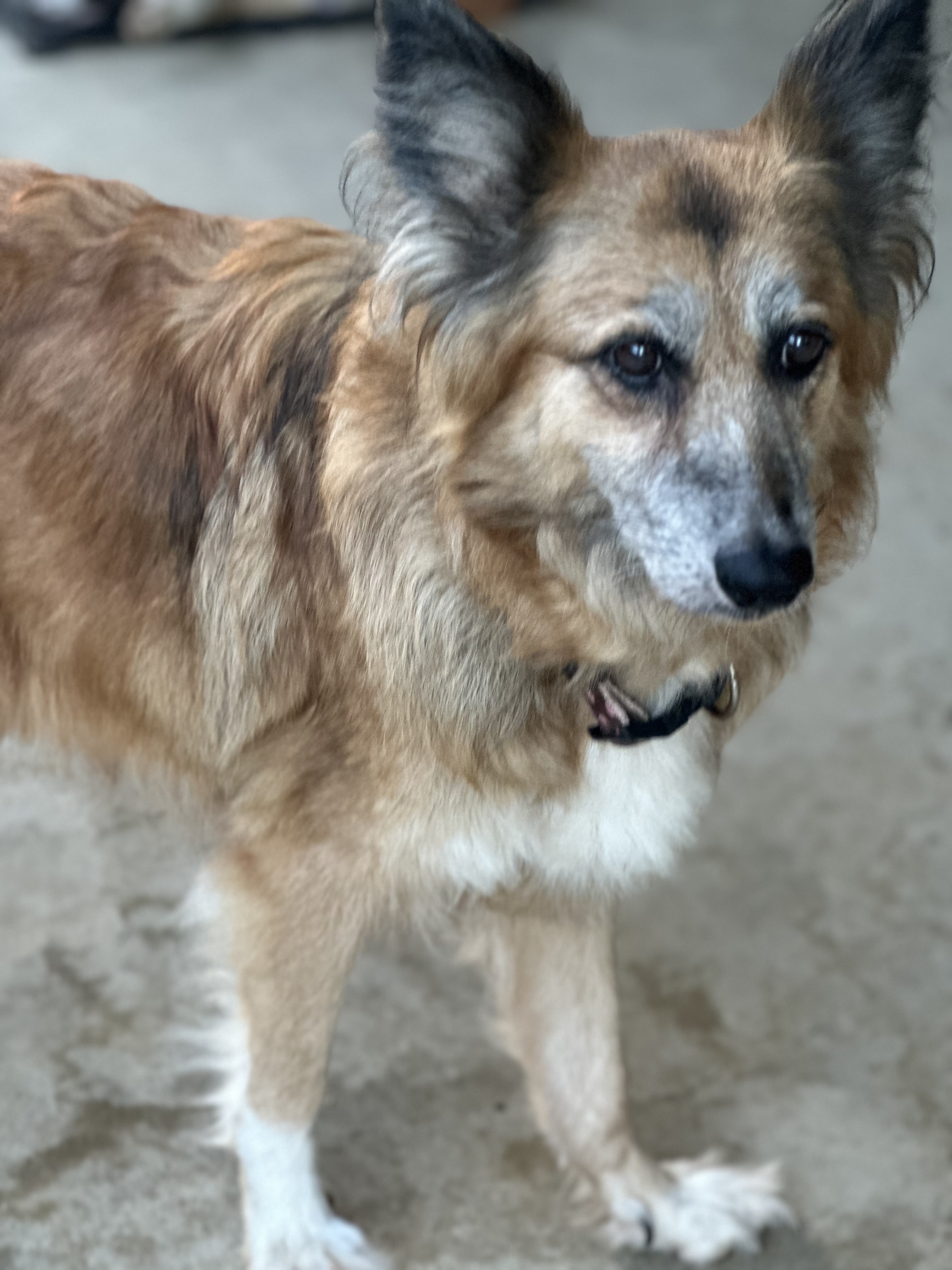 Bella
