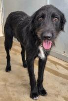 Enlarge Squirtle, a Adoptable Labrador Retriever in West Bloomfield, MI image 1/4
